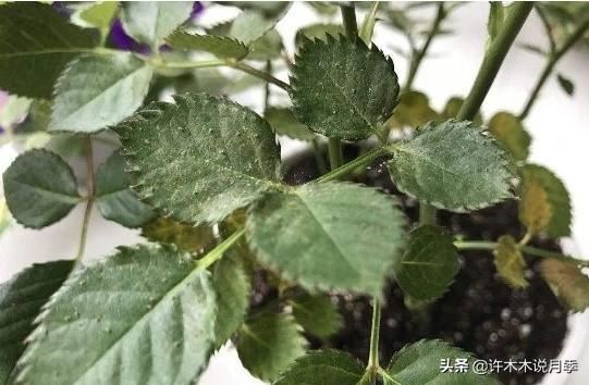 月季生病不喷药也能治好。这些病害动动手就可以搞定，亲测有效。