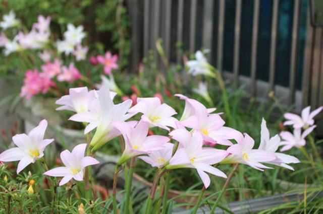 风雨兰开花没达到“预期效果”，放在室外淋淋雨，花苞立马窜出来