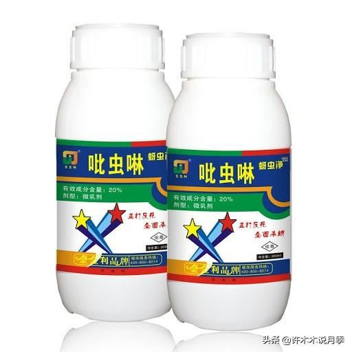 月季生病不喷药也能治好。这些病害动动手就可以搞定，亲测有效。