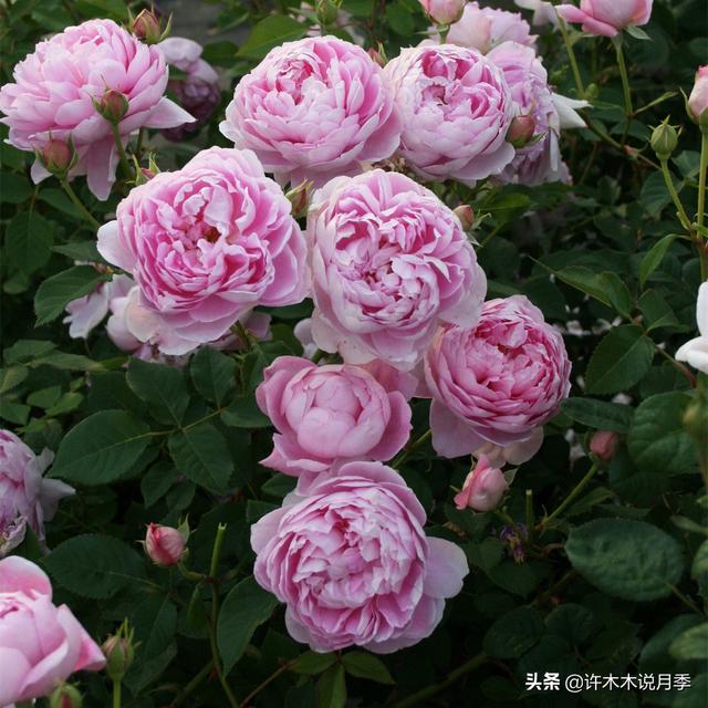 月季生病不喷药也能治好。这些病害动动手就可以搞定，亲测有效。
