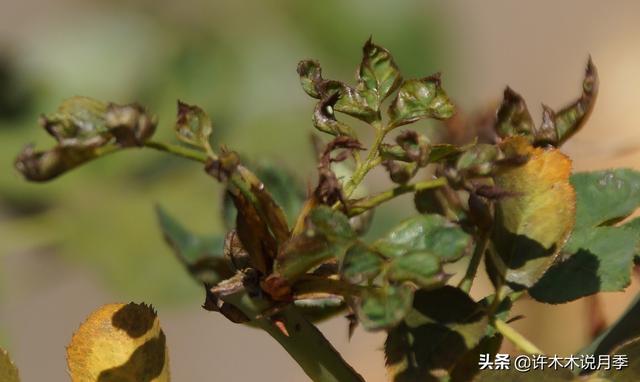 月季生病不喷药也能治好。这些病害动动手就可以搞定，亲测有效。
