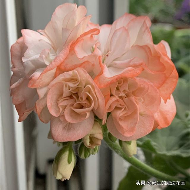 夏天为天竺葵“追一刀”，慢慢长得圆又胖，爆花成球不是梦