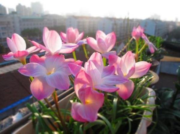风雨兰开花没达到“预期效果”，放在室外淋淋雨，花苞立马窜出来