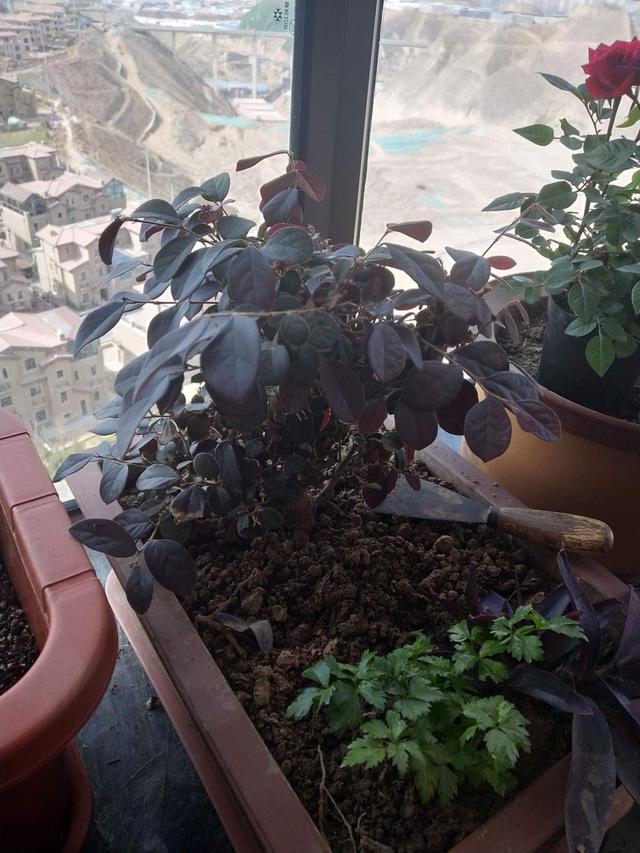 红花檵木这植物的名字，很少有人能念对，但是很多人都见过