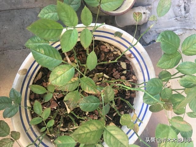 月季生病不喷药也能治好。这些病害动动手就可以搞定，亲测有效。