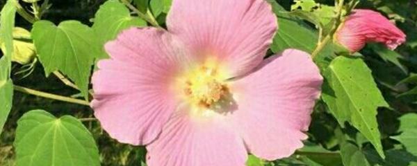 如何给芙蓉花浇水