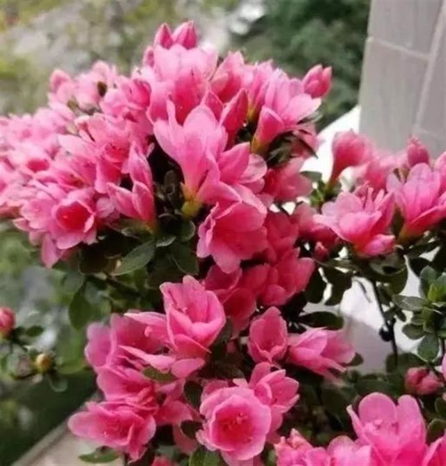 家里种杜鹃花，教你几个小窍门，叶子不黑不烂，盆盆花开成"大球"