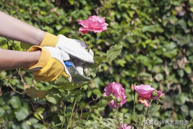月季生病不喷药也能治好。这些病害动动手就可以搞定，亲测有效。
