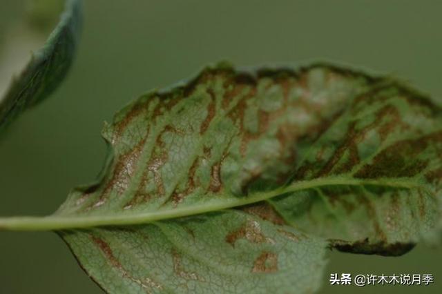 月季生病不喷药也能治好。这些病害动动手就可以搞定，亲测有效。