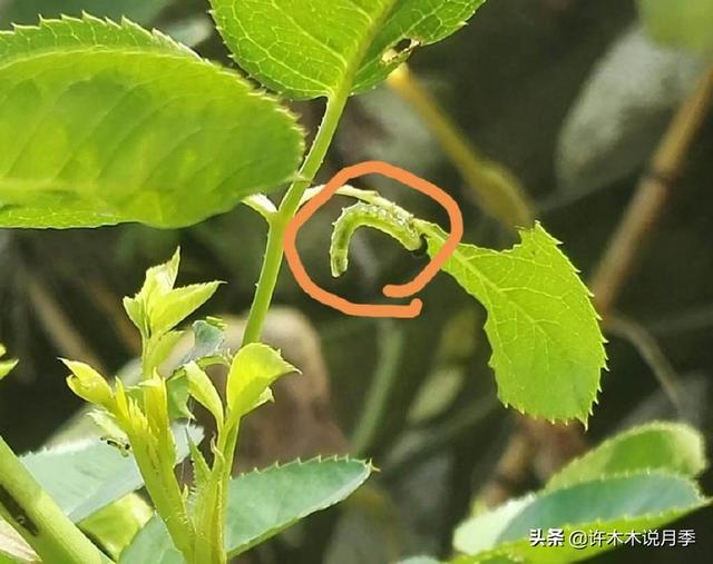 月季生病不喷药也能治好。这些病害动动手就可以搞定，亲测有效。