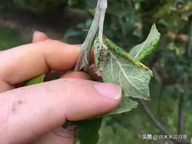 月季生病不喷药也能治好。这些病害动动手就可以搞定，亲测有效。