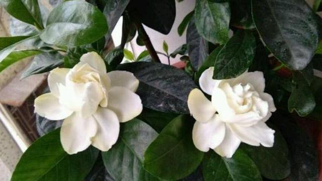 新买的栀子花最怕“这些事”，做不好就难养活，再上心也白搭