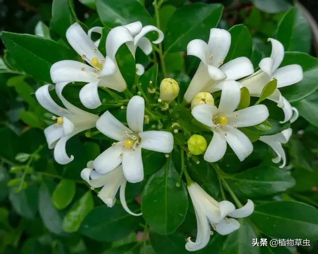 九里香移栽后掉叶正常吗？ 