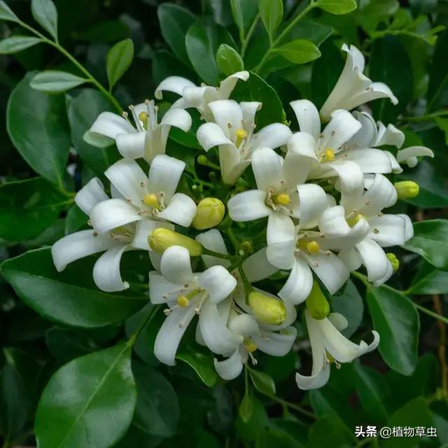 九里香移栽后掉叶正常吗？ 