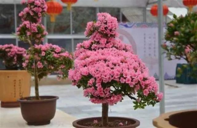 家里种杜鹃花，教你几个小窍门，叶子不黑不烂，盆盆花开成"大球"