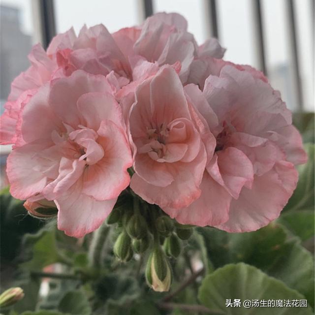 夏天为天竺葵“追一刀”，慢慢长得圆又胖，爆花成球不是梦