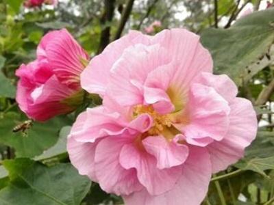 如何给芙蓉花浇水