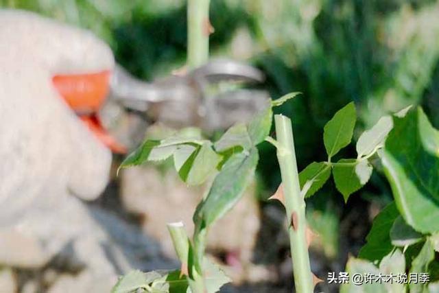 月季生病不喷药也能治好。这些病害动动手就可以搞定，亲测有效。