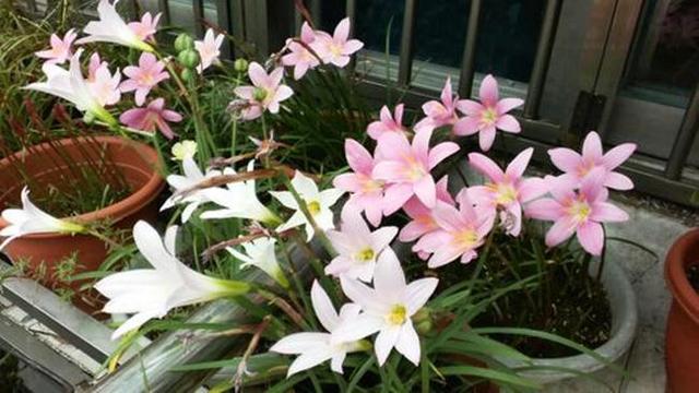 风雨兰开花没达到“预期效果”，放在室外淋淋雨，花苞立马窜出来