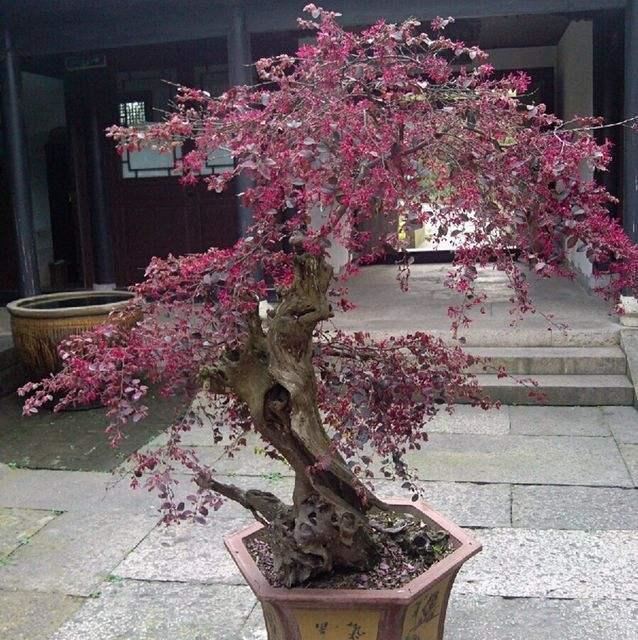红花檵木这植物的名字，很少有人能念对，但是很多人都见过