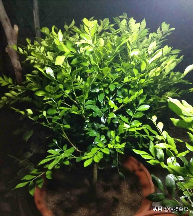 九里香移栽后掉叶正常吗？ 