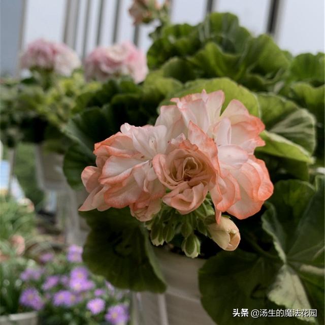 夏天为天竺葵“追一刀”，慢慢长得圆又胖，爆花成球不是梦