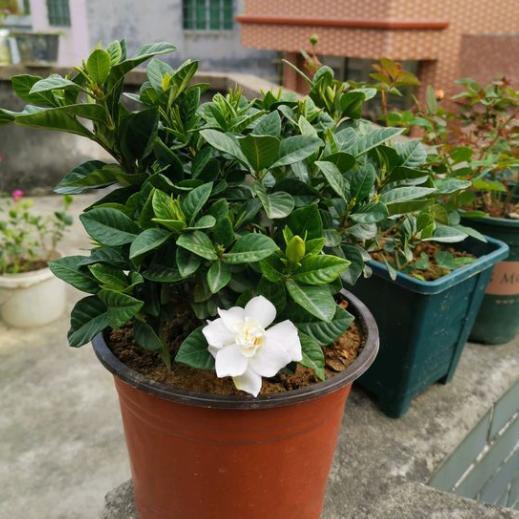 新买的栀子花最怕“这些事”，做不好就难养活，再上心也白搭