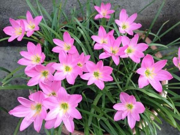 风雨兰开花没达到“预期效果”，放在室外淋淋雨，花苞立马窜出来