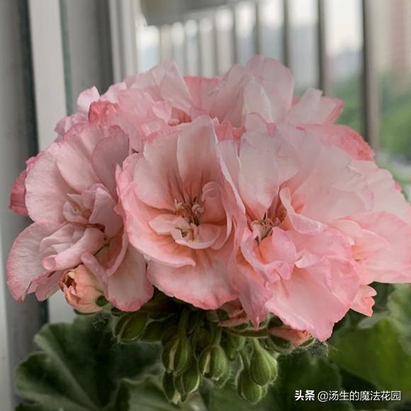 夏天为天竺葵“追一刀”，慢慢长得圆又胖，爆花成球不是梦