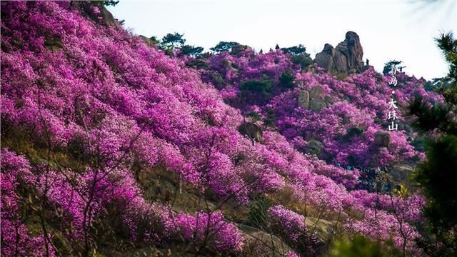 家里种杜鹃花，教你几个小窍门，叶子不黑不烂，盆盆花开成"大球"