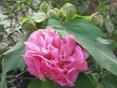 如何给芙蓉花浇水