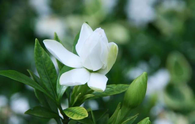 栀子花为什么会黄叶？四种原因导致，及时救治并且掌握预防技巧