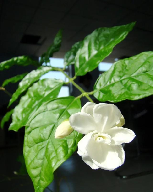 茉莉花扦插很简单，能土插还能水插，学会这7步，自己繁殖茉莉花