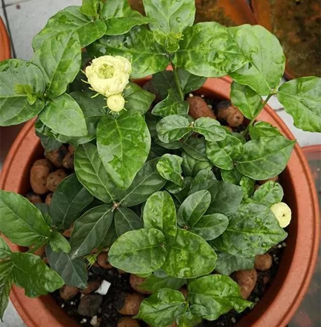 茉莉花扦插很简单，能土插还能水插，学会这7步，自己繁殖茉莉花
