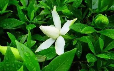栀子花为什么会黄叶？四种原因导致，及时救治并且掌握预防技巧