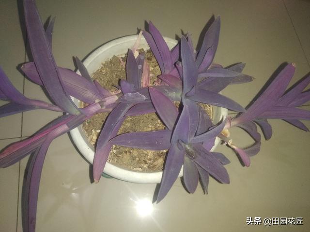 紫竹梅，枝条徒长黄叶不茂盛，归根到底是这些因素在影响，要注意