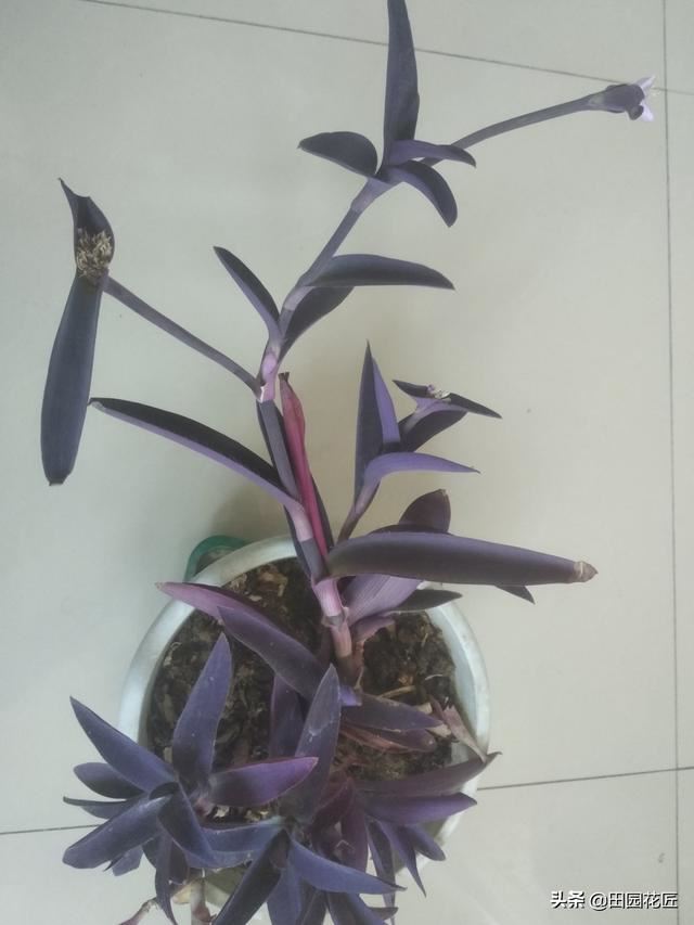 紫竹梅，枝条徒长黄叶不茂盛，归根到底是这些因素在影响，要注意