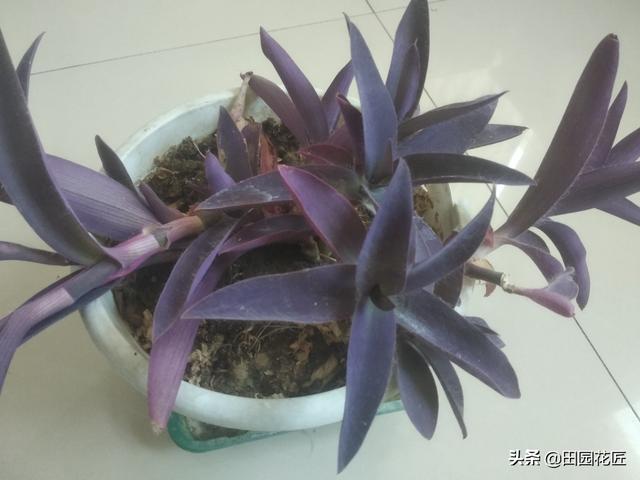 紫竹梅，枝条徒长黄叶不茂盛，归根到底是这些因素在影响，要注意