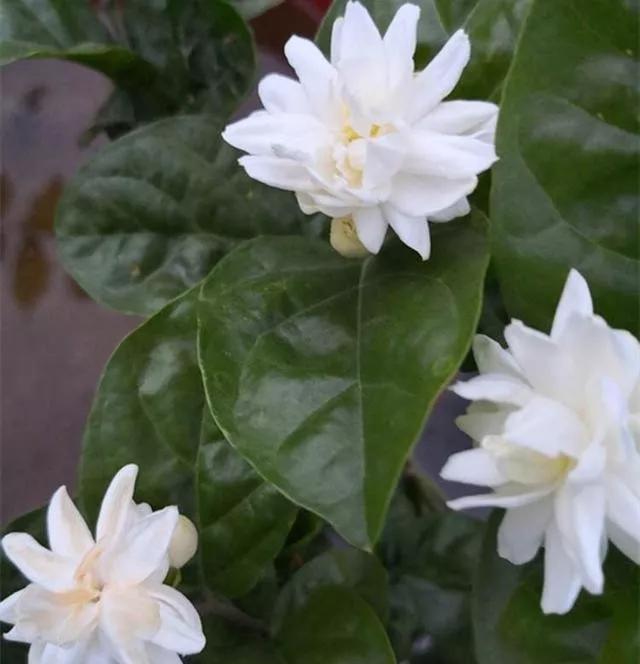 茉莉花扦插很简单，能土插还能水插，学会这7步，自己繁殖茉莉花