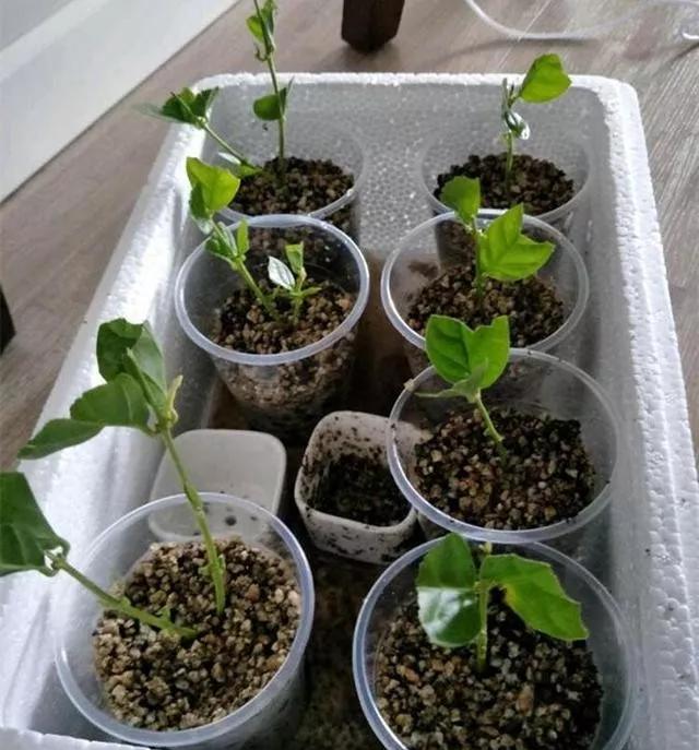 茉莉花扦插很简单，能土插还能水插，学会这7步，自己繁殖茉莉花