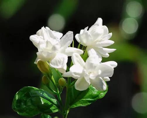 茉莉花扦插很简单，能土插还能水插，学会这7步，自己繁殖茉莉花