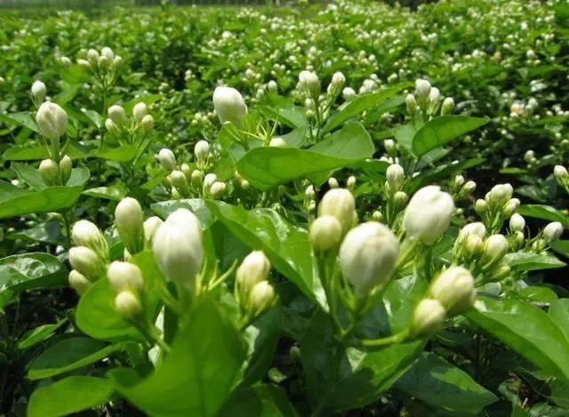 茉莉花扦插很简单，能土插还能水插，学会这7步，自己繁殖茉莉花