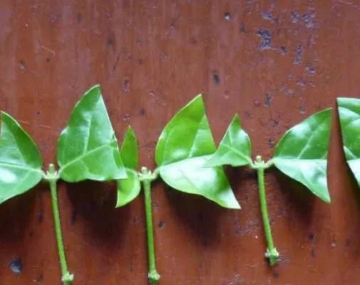 茉莉花扦插很简单，能土插还能水插，学会这7步，自己繁殖茉莉花