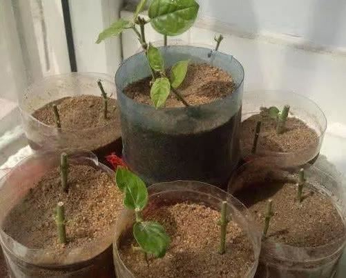 茉莉花扦插很简单，能土插还能水插，学会这7步，自己繁殖茉莉花