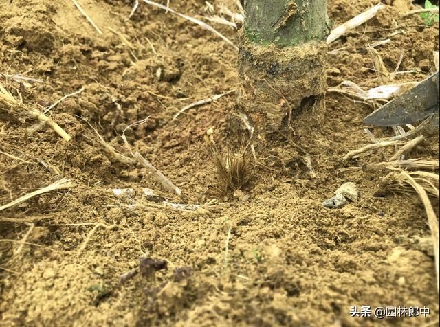 红枫短时间内整株干枯死亡，怎么回事儿？该怎样进行防治？