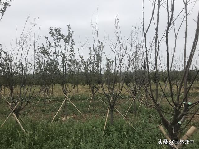 绿化工地海棠树多次移栽、并补栽，成活率还是不高，怎么回事儿？