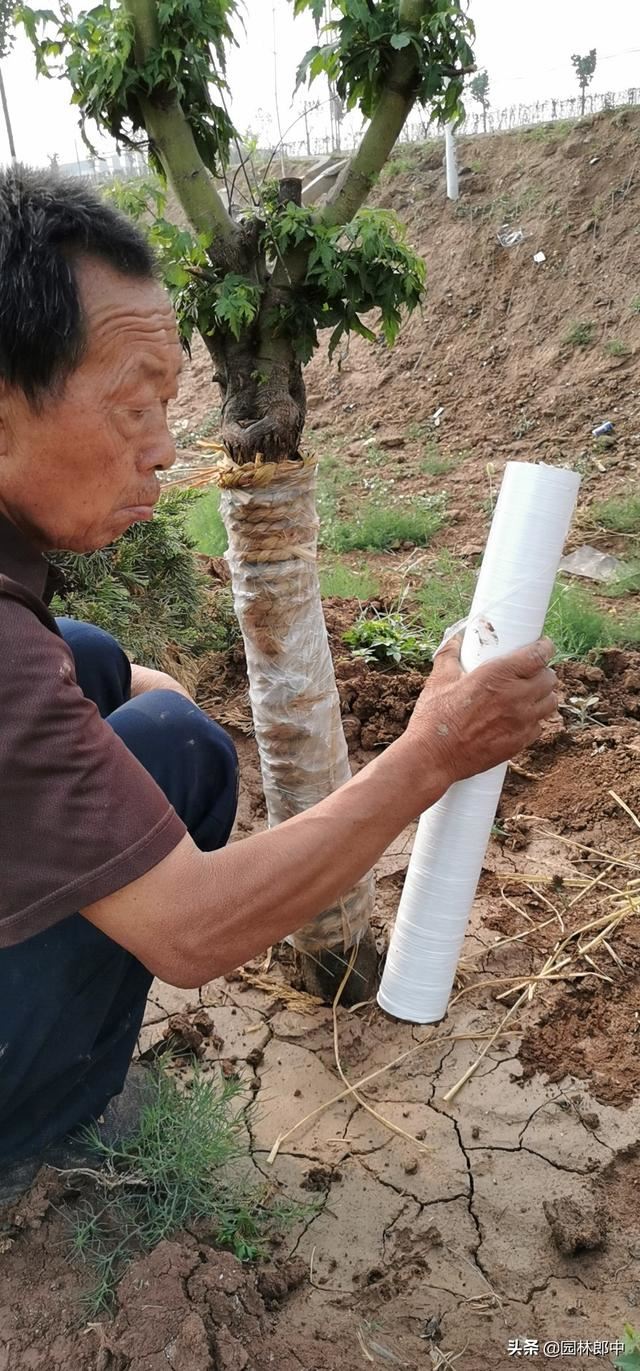 气温越来越高，冬季树木上用来保温的包树布到底用不用拆？