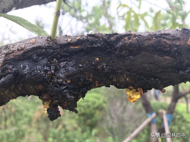 5月份，桃树流胶病进入发病高峰期，及时防治，避免桃树再受伤！
