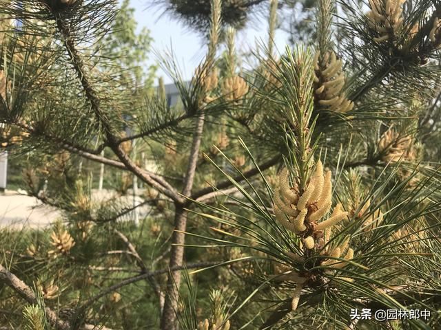 松树松针逐渐干枯、枝梢变秃，怎么回事儿？可能出了这3个问题