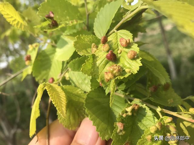 春天，金叶榆树叶子上长了许多酒红色小鼓包，这是怎么回事儿？